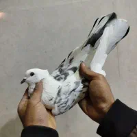 کفتر شهرستانی گرفتنی