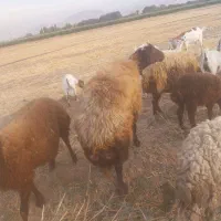 گوسفند چاق