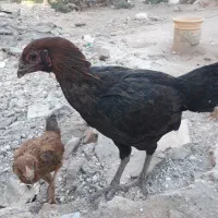 مرغ لاری|حیوانات مزرعه|قصرشیرین, |دیوار