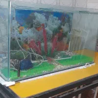 اکواریوم  ۲عدد