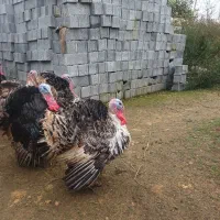 بوقلمون نر بالغ گوشتی|حیوانات مزرعه|گلوگاه بابل (گلیا), |دیوار