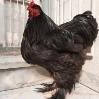 خروس برهما بلک وارداتی ( اصل )