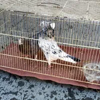 کفتر یا کبوتر|پرنده|قم, ولیعصر|دیوار