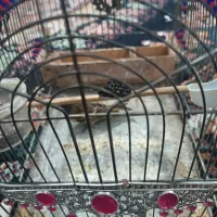 گل سر|پرنده|مشهد, رضاییه|دیوار