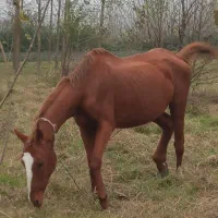 مادیان تروبرد