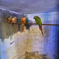 گرینچیک مولد