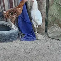مرغ و خروس لاری