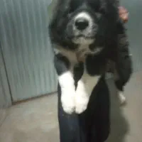 یک جفت سگ قدرجونی