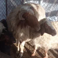 میش و نرمیش|حیوانات|گتوند, |دیوار