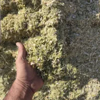 کاه لوبیای درجه یک