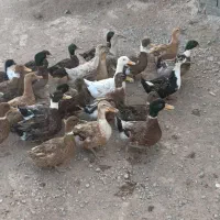 مرغ مرغابی|حیوانات مزرعه|قزوین, |دیوار