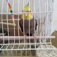 عروس هلندی|پرنده|نورآباد, |دیوار