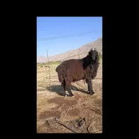 شیشک قوچ درج یک|حیوانات مزرعه|شیراز, اکبر آباد|دیوار