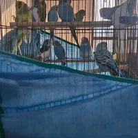 فروش مرغ عشق ماده