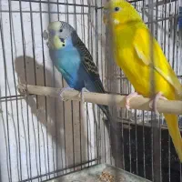 مرغ عشق خوش رنگ|پرنده|پارسآباد, |دیوار