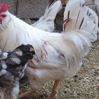 خروس گلین اصل ۳ تاج|حیوانات مزرعه|اصفهان, کارلادان|دیوار