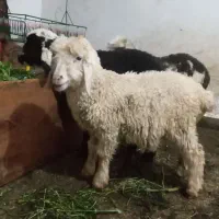 بز بره|حیوانات مزرعه|دزفول, |دیوار