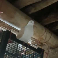 یک عدد پشدار یک عدد هفرنگ