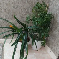 گلدان و گل طبیعی