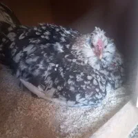 تخم مرغ گلین|حیوانات مزرعه|شیراز, سلطان آباد|دیوار