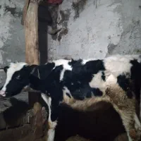 گوساله|حیوانات مزرعه|نیر (اردبیل), |دیوار