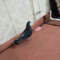 نر سبز گردن لرزون