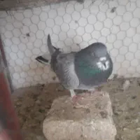 کفتر دمگیر|پرنده|اصفهان, سرچشمه|دیوار