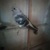 کبوتر شامی ماده