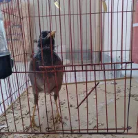 جوجه مینا فروشی