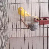 قناری نر لیمویی