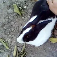 خرگوش رایگان