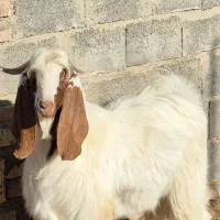 نربز یکساله پاکستانی