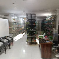 کوتوله‌طوطی‌عروس‌برزیلی‌کوتوله‌طوطی‌عروس‌برزیلی‌