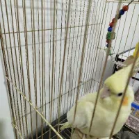 عروس هلندی