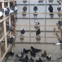 جوجه کفتر