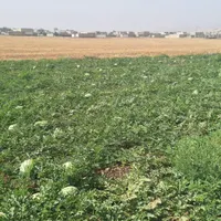 هندوانه گورخری|خوردنی و آشامیدنی|باغ ملک, |دیوار