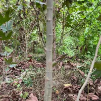 فروش نهال چنار