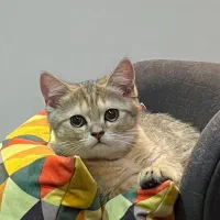 گربه بریتیش نر بلک گلد