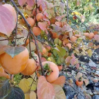 خرمالو انبه ای|خوردنی و آشامیدنی|چگنی, |دیوار