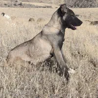 توله اصیل سرابی|سگ|مهربان, |دیوار