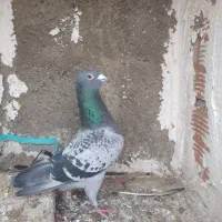 کبوتر مسافتی غریب