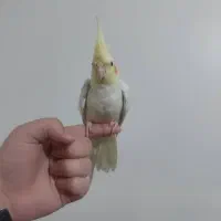 عروس هلندی لوتینو|پرنده|شهریار, شهرک بهاران (ویره)|دیوار