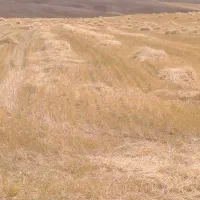 کولش بسته بندی شده.