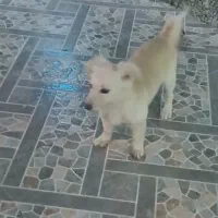 سگ پاکوتاه