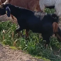 ۵بز درجه یک|حیوانات مزرعه|خوسف, |دیوار