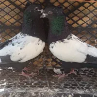 کبوتر سینه سیاه