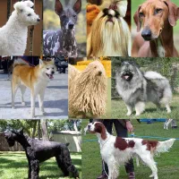 واگذاری پت خانگی