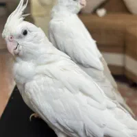 عروس هلندی آلبینو دستی