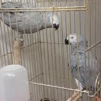 ۱جفت کاسکو سخنگو