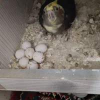 یه جفت عروس هلندی زیر قیمت